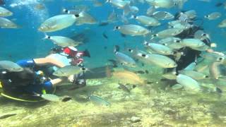 2011_Fish Feeding Frenzy Fethiye Turkey