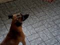 image Meu Cachorro Lambendo O C U Da Boca