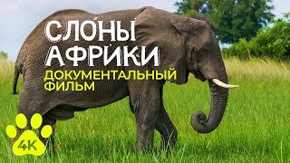 Африканские Слоны - Интересные Факты О Величественных Животных - Документальный Фильм О Природе В 4К