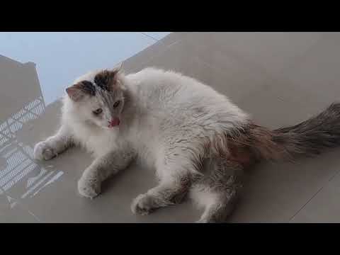 KUCING GEMOY DAN LUCU MILIK TETANGGA #cutecat