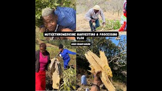 Ukuthwasa Sangoma Vlog Mutiethnomedicine Harvesting And Processing Gogo Khanyakude