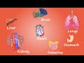 Organs in the human body | Easy to understand animation video