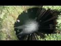 Group Cliff Dive into the Ik Kil Cenote