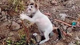 Baby and Cat Fun and Failss - Funny baby video