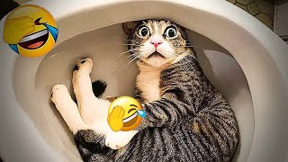 Funniest Cats And Dogs Videos Funny And Cute Animal Videos 2024