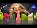 ASMR MUKBANG EATING FOOD 🐢 Turtle Tortoise 96