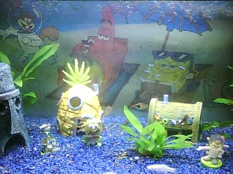 Spongebob Schwammkopf aquarium - YouTube