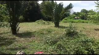 costa rica horse pasture emerges half way day 2