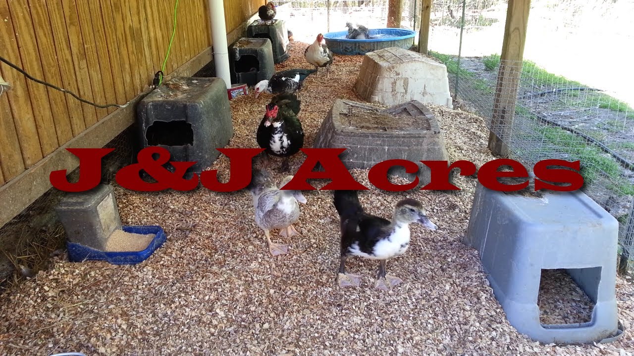 Duck House - Chicken Coop - and other Poultry Coop Bedding ...