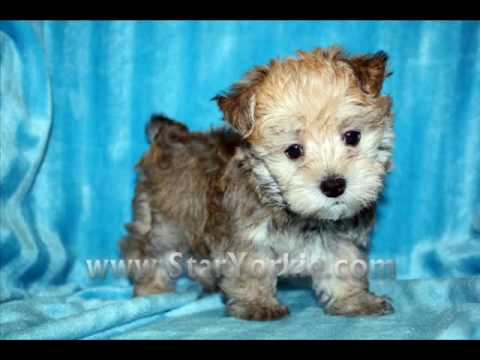 yorkie poodle maltese mix for sale teacup poodle mix yorkie poodle maltese mix for sale teacup poodle mix