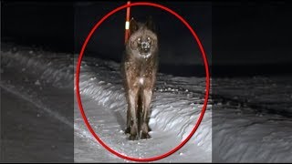 Massive Wolf Captured on Dash-Cam - Must Watch!!! Massive Wolf Captured on Dash-Cam - Must Watch!!!