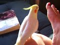 Cockatiel Talks To Foot. KISSES