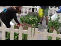 Gratis tulpen plukken in winkelcentrum &#39;t Loo in Heiloo