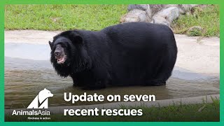 Seven recently rescued bears