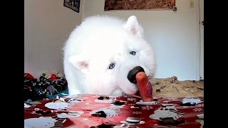 Funny Husky | Dog Whack A Mole