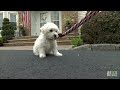 pups