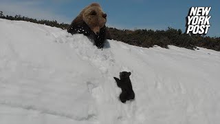 Baby bear ?bearly? makes it up this steep mountain