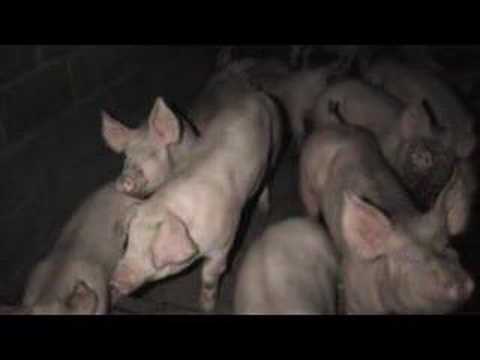 Undercover investigation at intensive pig farm