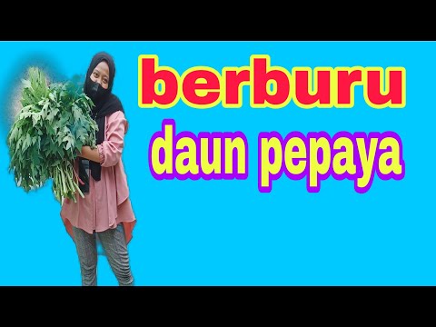 Bapak ngumpet di kebun || panen daun pepaya