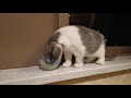 Lovely Pets - Funny Cats and Dogs Series 2019.6.15