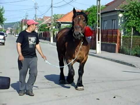 Watch Cal mare de vanzare...Vanduta!