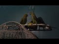 Are They Lesbian Indian Ringnecks images Are They Lesbian Indian Ringnecks