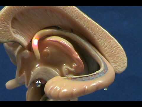 Brain Stem Model - Corpus Callosum & Hippocampus - YouTube