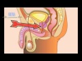 Anatomía del aparato reproductor masculino FT- EQUIPO 4 UCQB