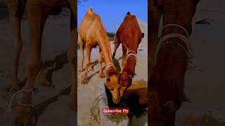 Male Camel Pure Desi