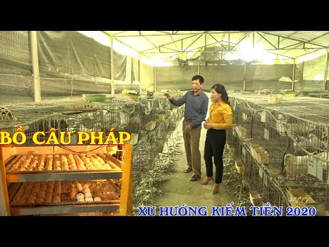Cận Cảnh Mô Hình Nuôi Chim Bồ Câu Pháp Hiệu Quả 2020