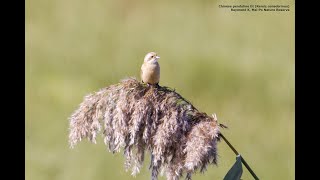 Chinese Penduline Remiz Consobrinus - Mai Po Hk