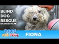 Blind dog rescue: Fiona - Please SHARE on FB &amp; Twitter and he...