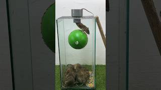 Diy Mouse Trap Idea Using Rotating Cereal Ball // Mouse Trap 2 #Rattrap #Mousetrap #Shorts