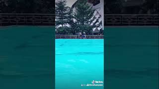 Keciduk wikwik di kolam renang