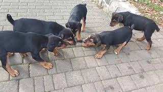 Heideterrier Puppies 7 Week