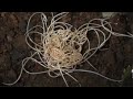 Gordian worms ハリガネムシの集団見合い?