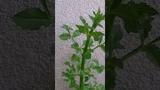 Pompom Dahlia Bloom Timelapse From Bulb To Beautiful Flower