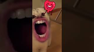 Numa Cat