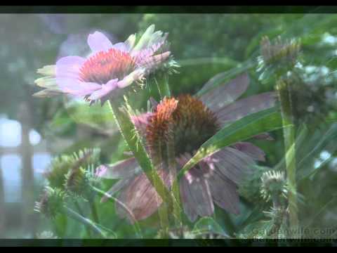 Garden photography: Minolta DiMAGE A1