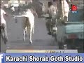 Karachi Shorab Goth Cow Mandi Studio Qurbani images Karachi Shorab Goth Cow Mandi Studio Qurbani