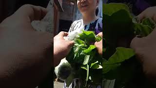 Jualan Sayur Ketemu Ibu Ibu Pakai Daster Setiap Hari