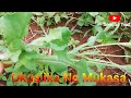 Visting the Bush Series Episode 01- With Mukasa. | Okusiika Enfuli Ne Mukasa-Sengas Tips