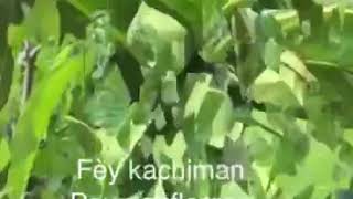 Remèd Fèy Pou Divès Gerizon