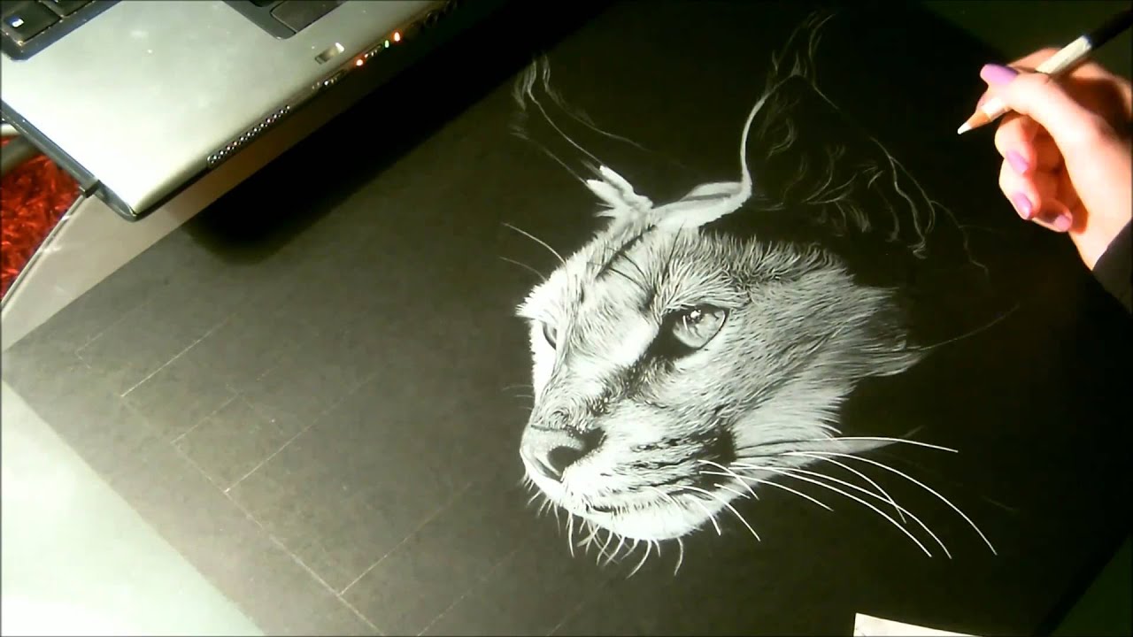 Speed drawing animal, Caracal, dessin sur papier noir - YouTube