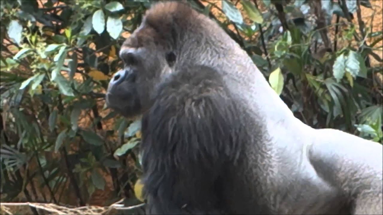 Muscular gorilla(Macho gorilla) - YouTube