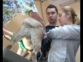 Донецкий Ветеринарный Диагностический Центр - 2