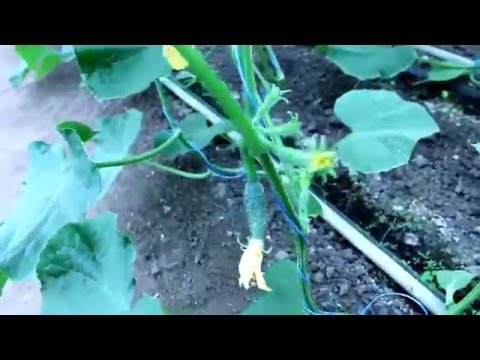 Поделки для всех кукол барби своими руками 5