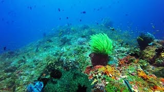Scuba Diving in India, Andamans, Havelock Dixon's Pinnacle v1 Scuba Diving in India, Andamans, Havelock Dixon's Pinnacle v1