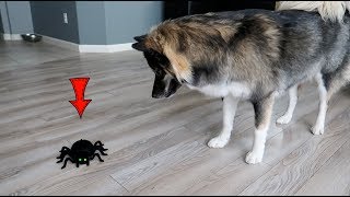 Dog Attacks Scary Robot Spider!