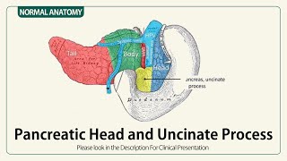 Pancreatic Head And Uncinate Process From The Stomach